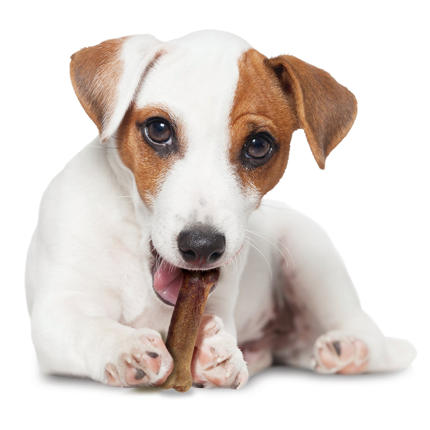 Nylabone Healthy Edibles AllNatural Long Lasting Chew Treats Bacon, 1ea/SMall/Regular  Up To 25 Ibs. 1 ct