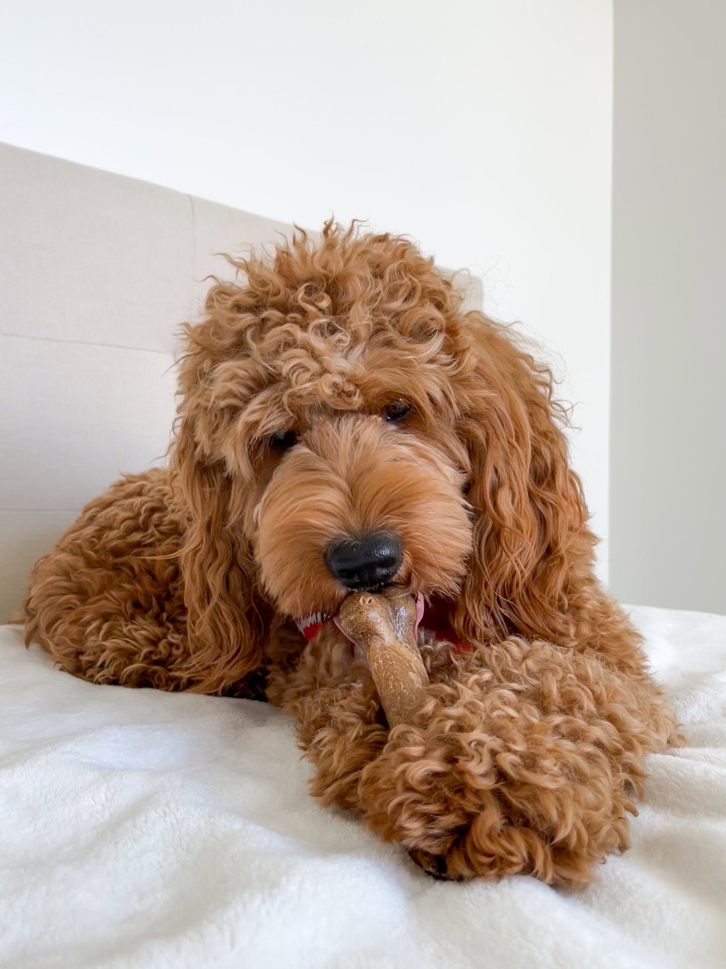 Nylabone Healthy Edibles AllNatural Long Lasting Chew Treats Bacon, 1ea/Medium/Wolf  Up To 35 Lbs. 2 ct