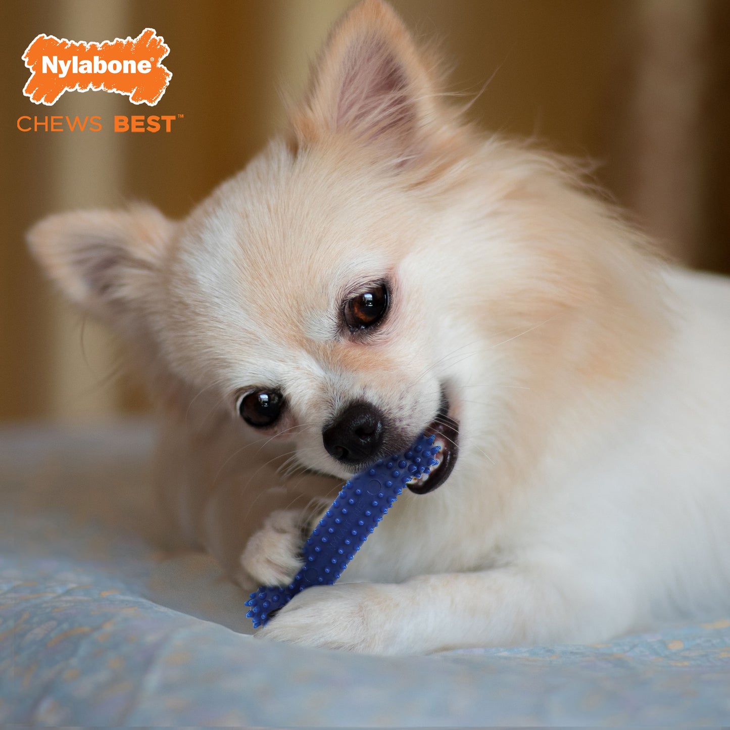 Nylabone Healthy Edibles and Flexi Chew Value Pack Chicken  Bacon, 1ea/XS/Petite  Up To 15 Lbs. 3 ct