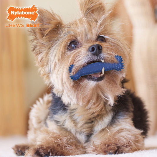 Nylabone Moderate Chew Textured Dog Dental Chew Toy Chicken, Blue, 1ea/SMall/Regular  Up To 25 Ibs. 1 ct