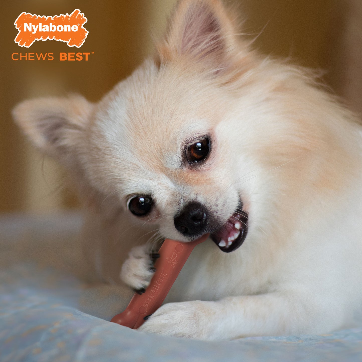 Nylabone Power Chew Dog Toy Bacon, 1ea/XS/Petite  Up To 15 Lbs. 1 ct
