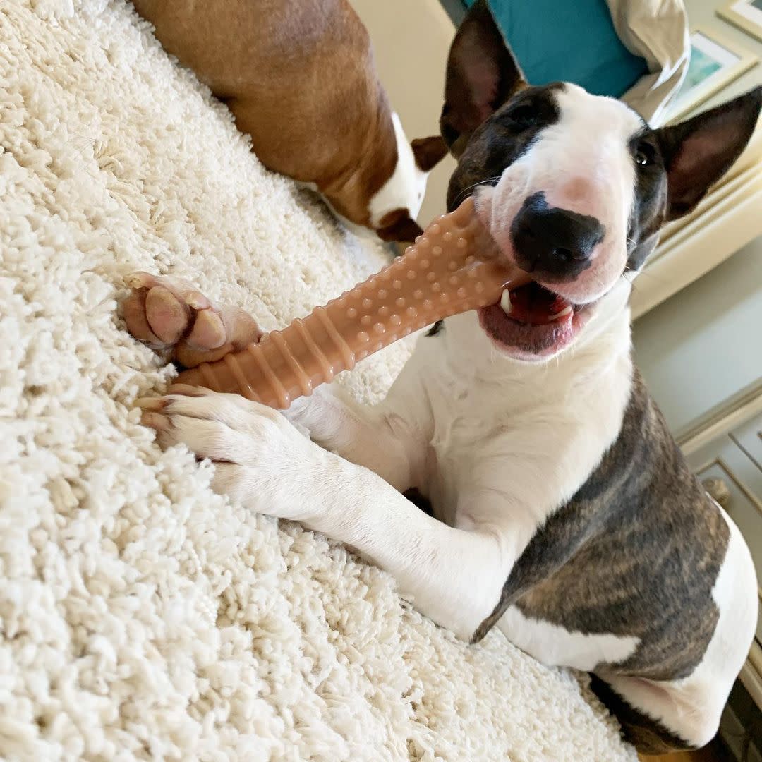 Nylabone Power Chew Dog Toy Bacon, 1ea/XL/Souper  50 Lbs. 1 ct