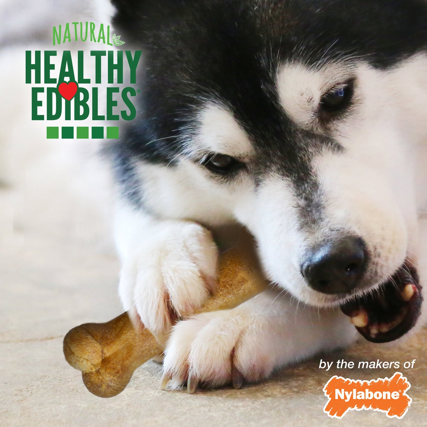 Nylabone Healthy Edibles AllNatural Long Lasting Chew Treats 2 count, 1ea/Wolf  Up To 35 lb