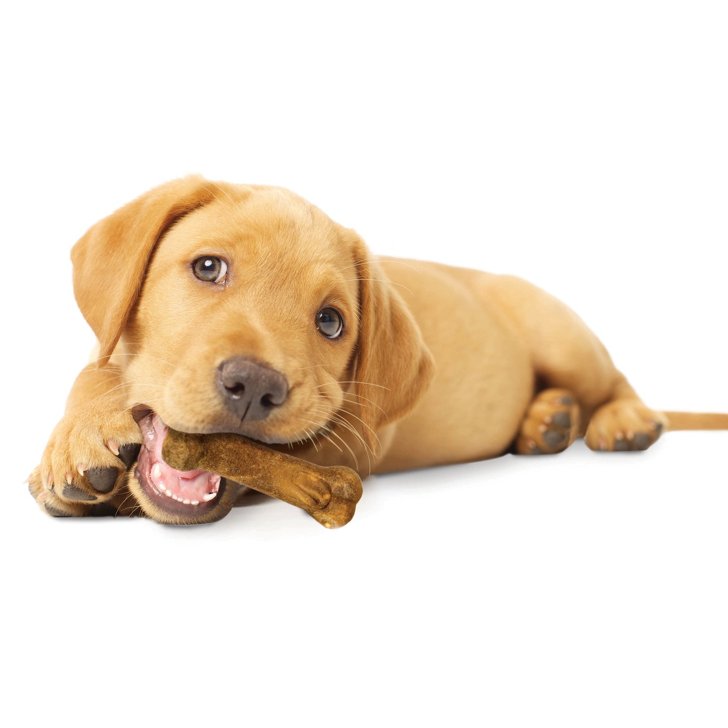 Nylabone Healthy Edibles AllNatural Long Lasting Puppy Chew Treats Turkey  Sweet Potato, 1ea/XS/Petite  Up To 15 Lbs. 4 ct
