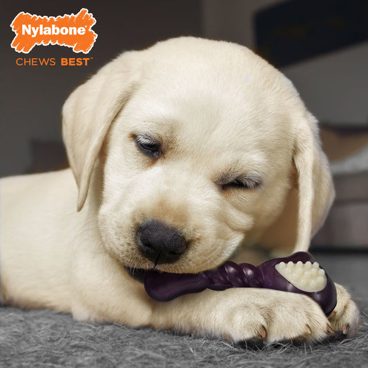 Nylabone Just for Puppies Double Action Bone Puppy Dog Teething Chew Toy Bacon, 1ea/SMall/Regular  Up To 25 Ibs. 1 ct