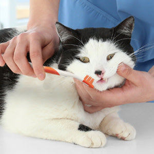 Nylabone Advanced Oral Care Cat Dental Kit Original, 1ea/2.5 oz 3 ct