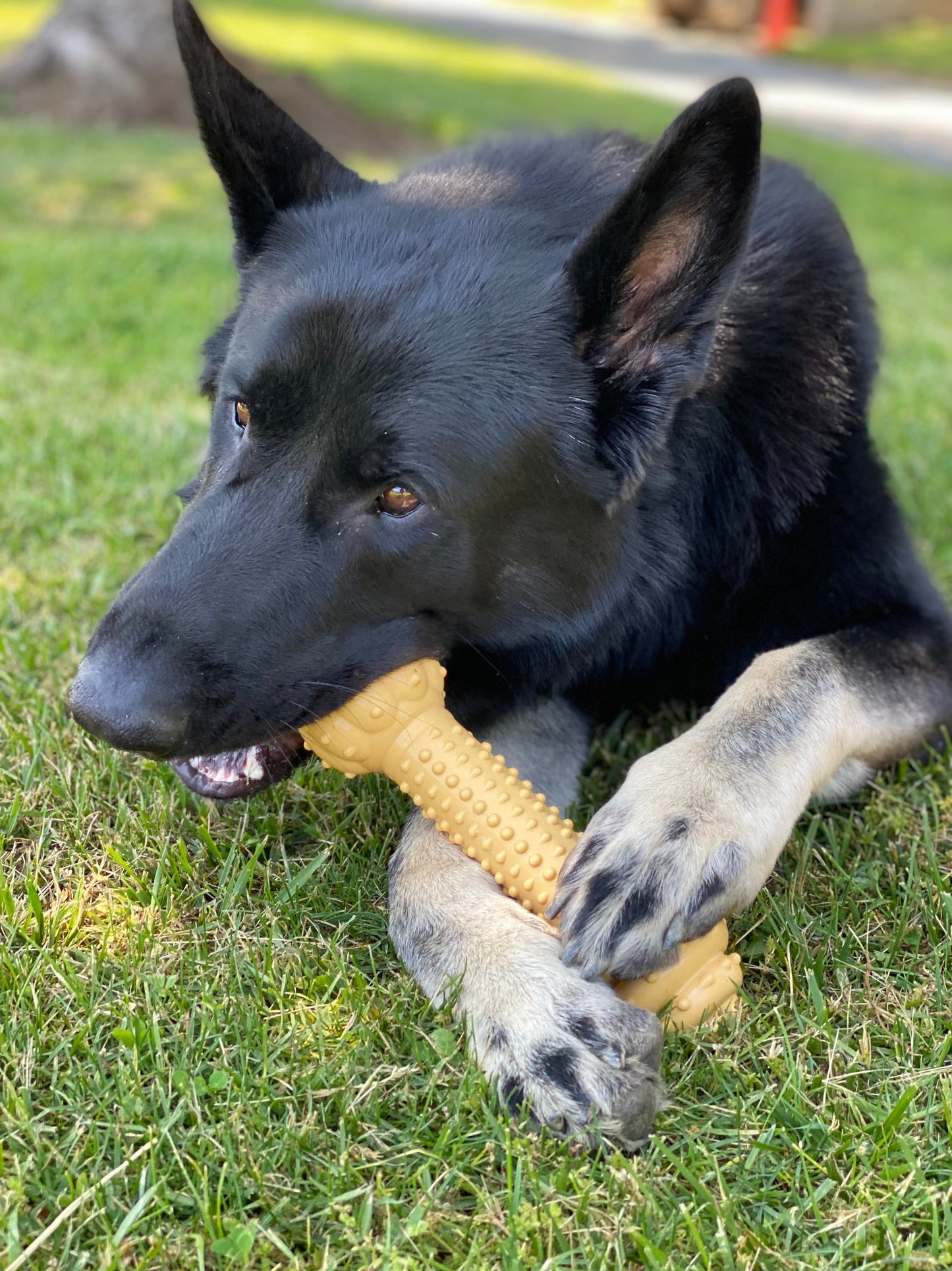 Nylabone Barbell Power Chew Durable Dog Toy Peanut Butter, 1ea/XXL/Monster  50 Lbs. 1 ct