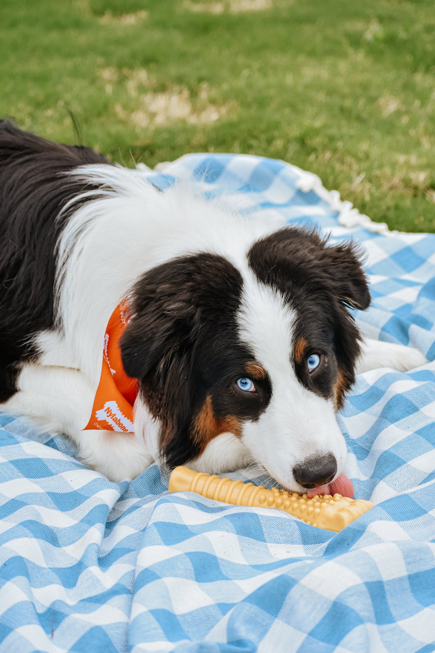 Nylabone Power Chew Dog Toy Peanut Butter, 1ea/XL/Souper  50 Lbs. 1 ct