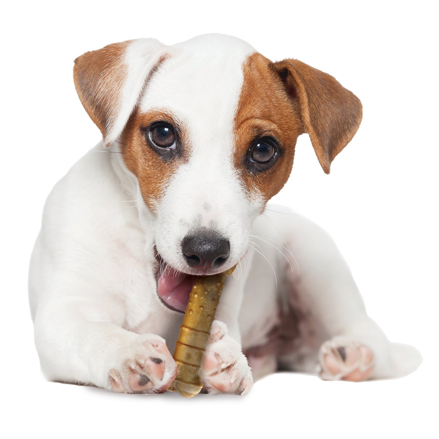 Nylabone Healthy Edibles AllNatural Long Lasting Chew Treats Turkey  Apple, 1ea/SMall/Regular  Up To 25 Ibs. 4 ct