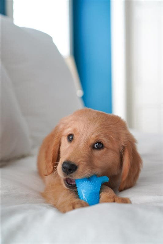 Nylabone Puppy Dental Dinosaur Chew Toy for Teething Puppies Chicken, 1ea/SMall/Regular  Up To 25 Ibs. 1 ct