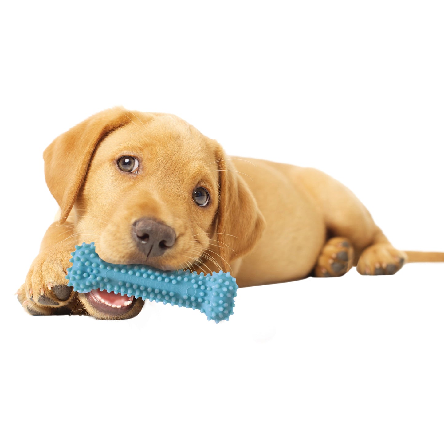 Nylabone Puppy Chew Variety Toy  Treat Triple Pack 3 count, 1ea/SMall/Regular  Up To 25 Ibs.