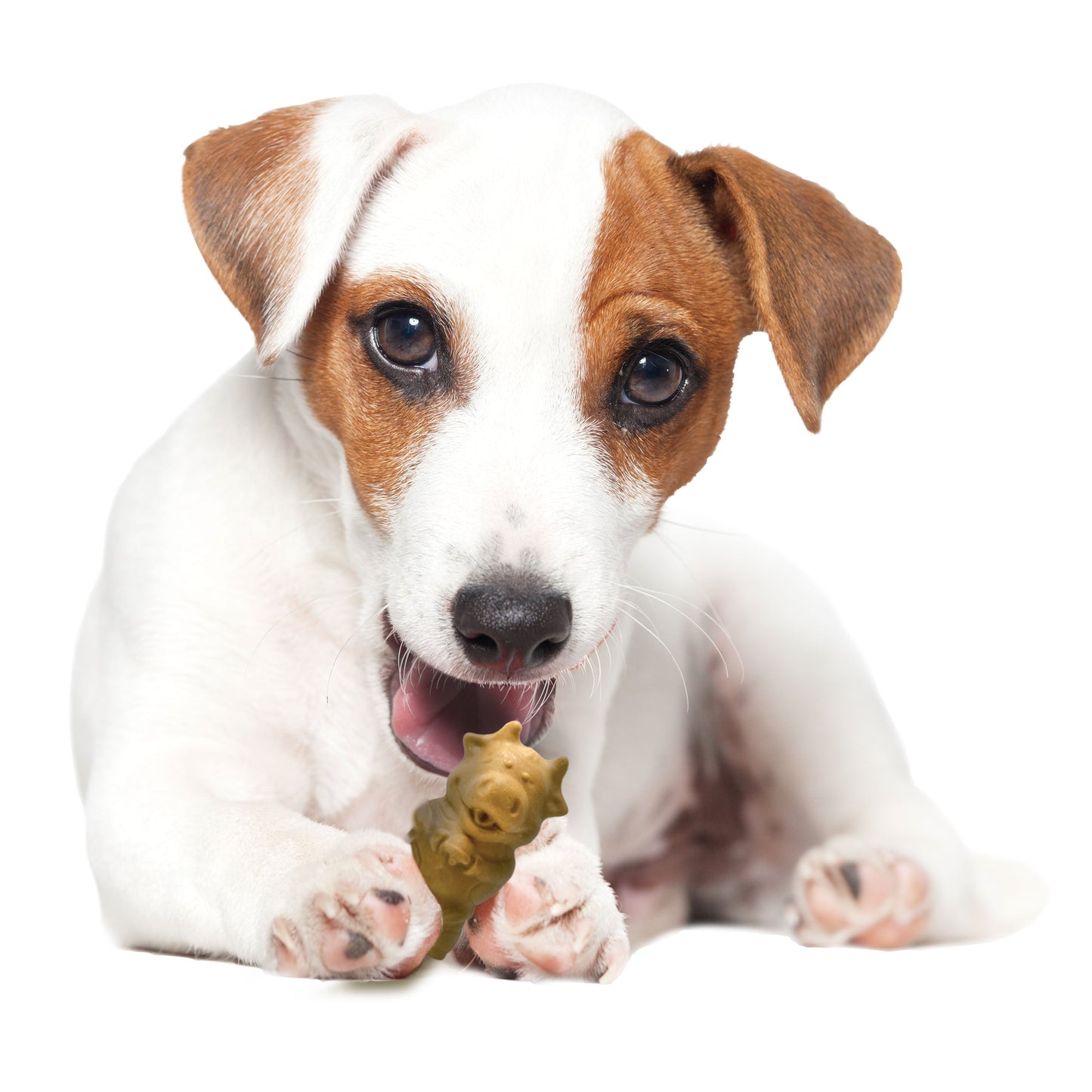 Nylabone Healthy Edibles AllNatural Long Lasting Puppy Chew Treats Lamb  Apple, 1ea/SMall/Regular  Up To 25 Ibs. 4 ct