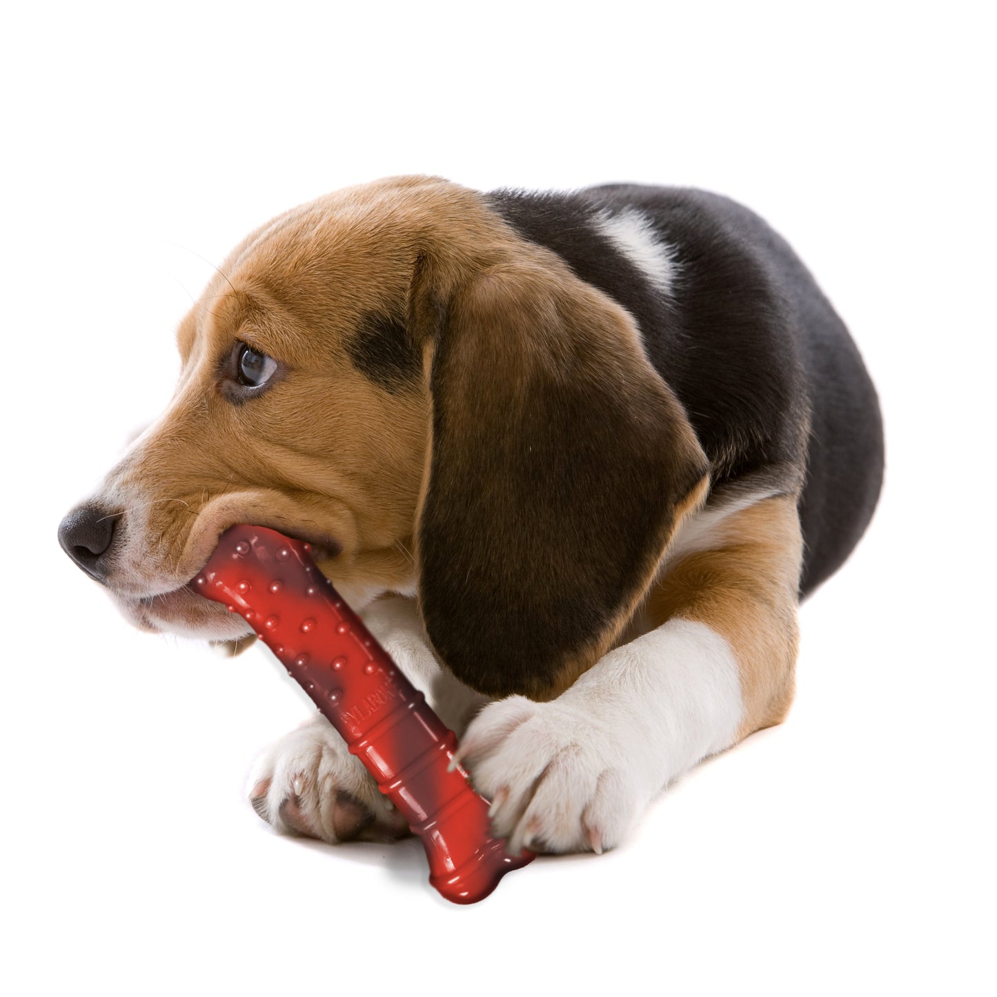 Nylabone Flavor Frenzy Power Chew Durable Dog Chew Toy Beef Jerky, 1ea/Medium/Wolf  Up To 35 Lbs. 1 ct