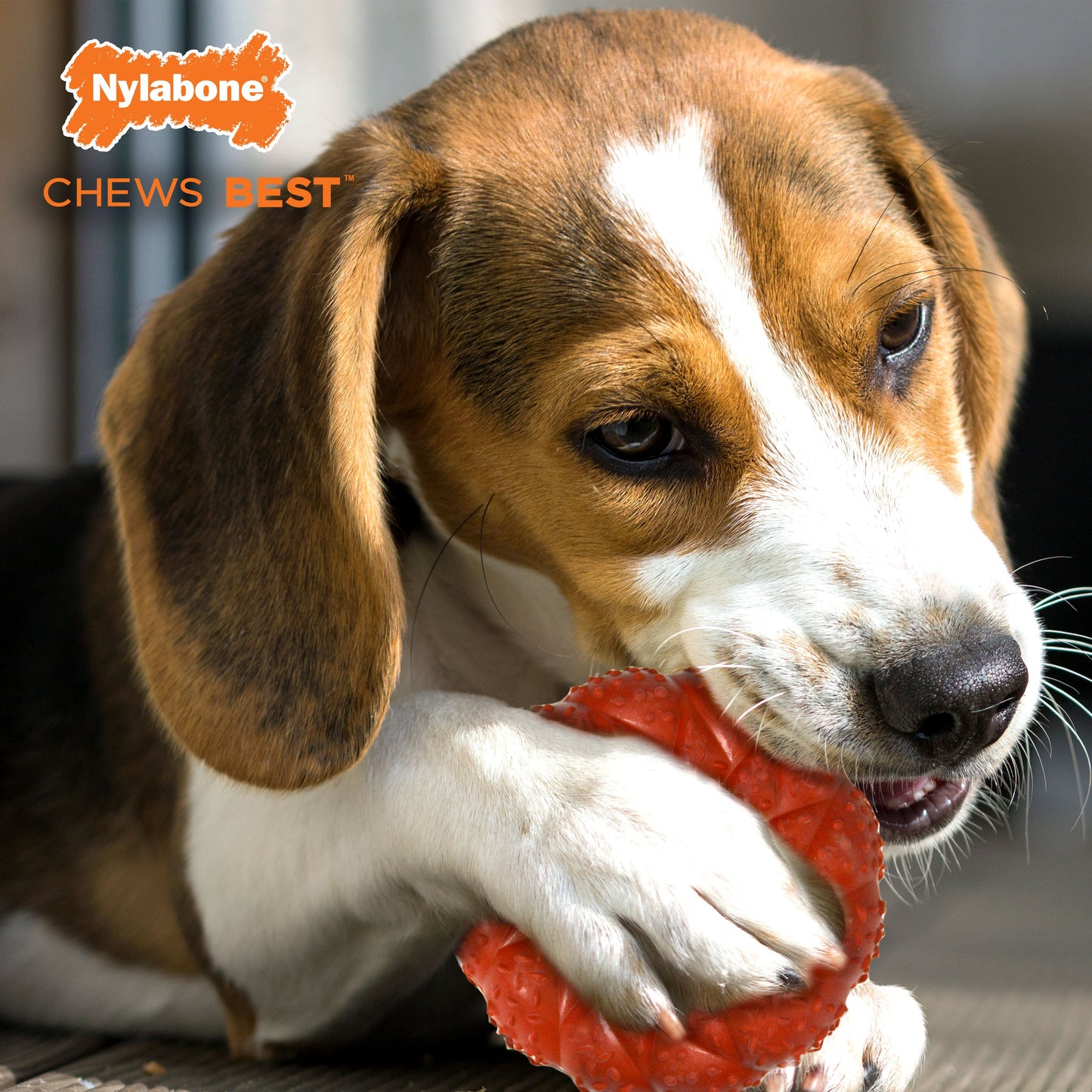 Nylabone Strong Chew Braided Dog Ring Chew Toy Beef, 1ea/Medium/Wolf  Up To 35 Lbs. 1 ct