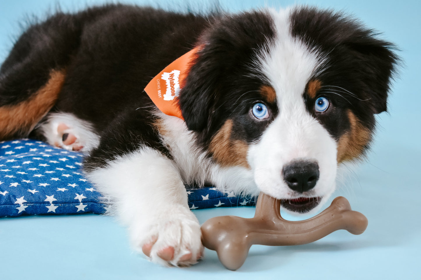 Nylabone Gourmet Style Strong Wishbone Puppy Chew Toy Peanut Butter, 1ea/SMall/Regular  Up To 25 Ibs. 1 ct