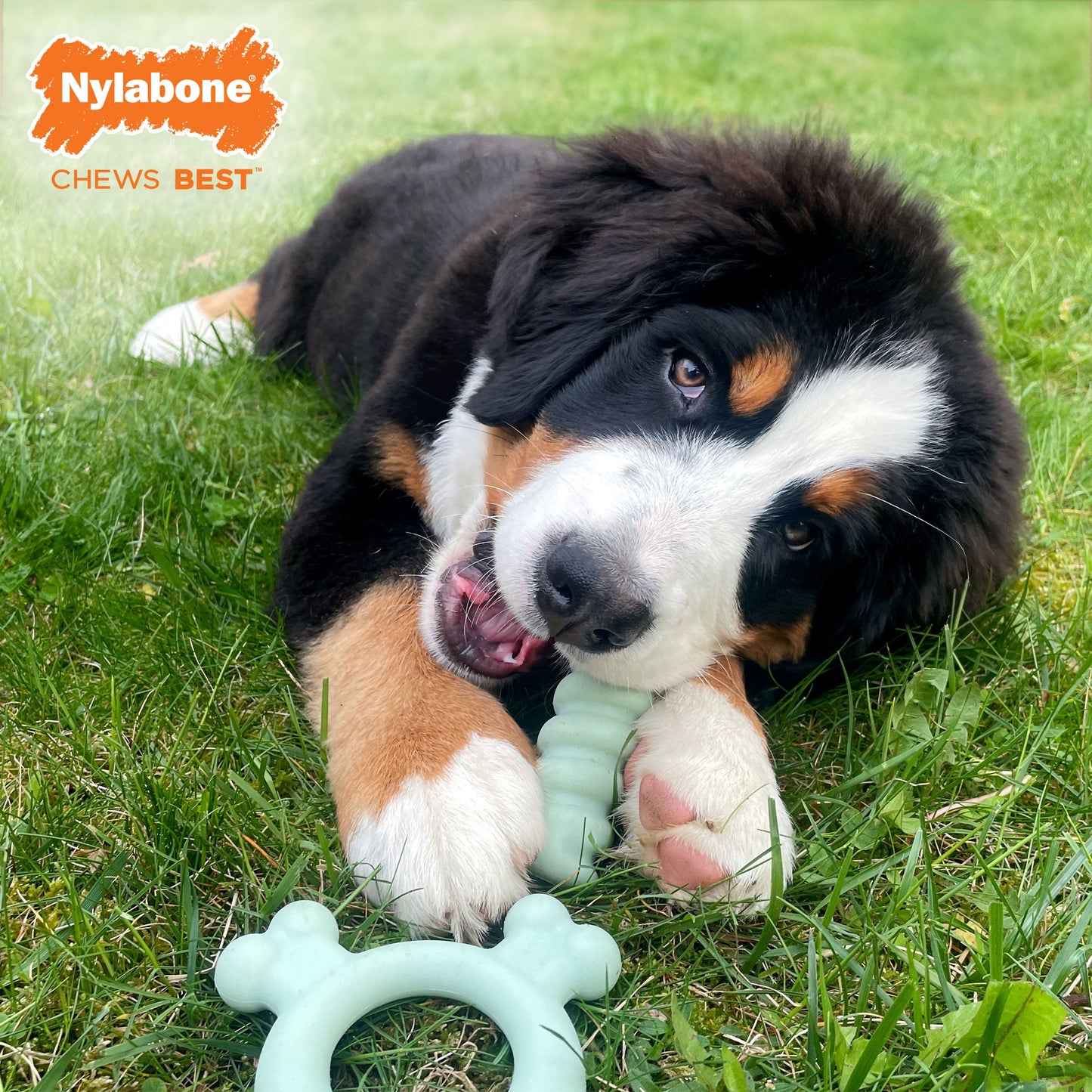 Nylabone Sensory Material Puppy Teething Ring Chicken, 1ea/SMall/Regular  Up To 25 Ibs. 1 ct