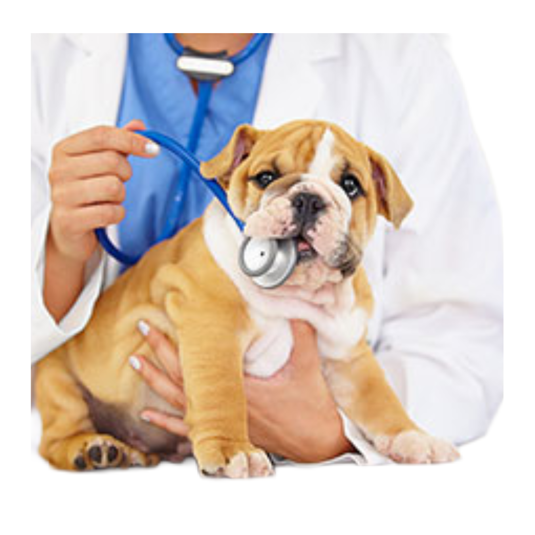 Vet Supplies