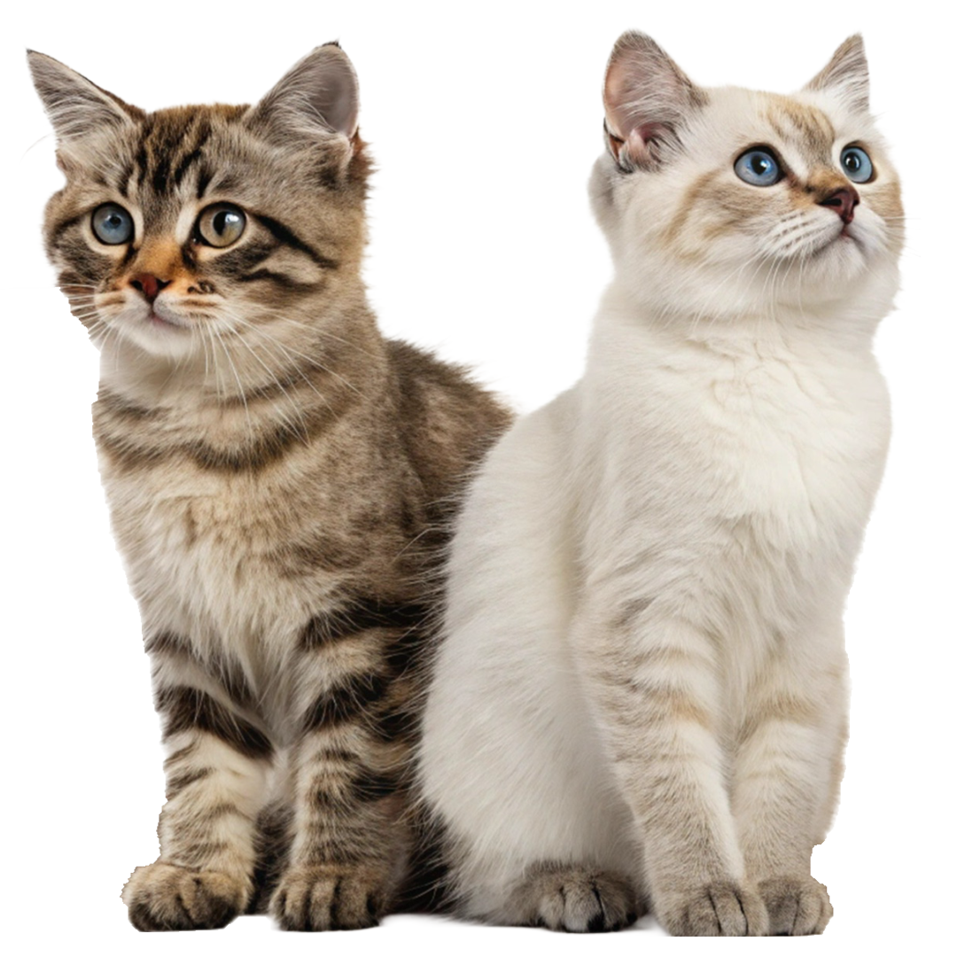 Cats