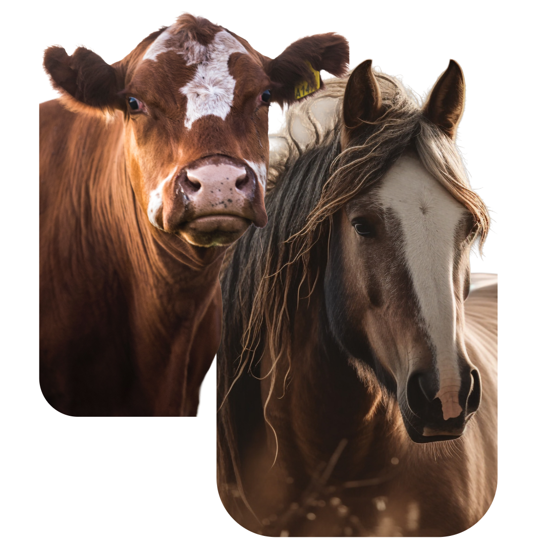 Horses & Livestock