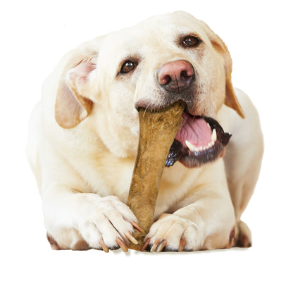 Nylabone Healthy Edibles AllNatural Long Lasting Chew Treats Chicken, 1ea/XL/Souper  50 Lbs. 1 ct