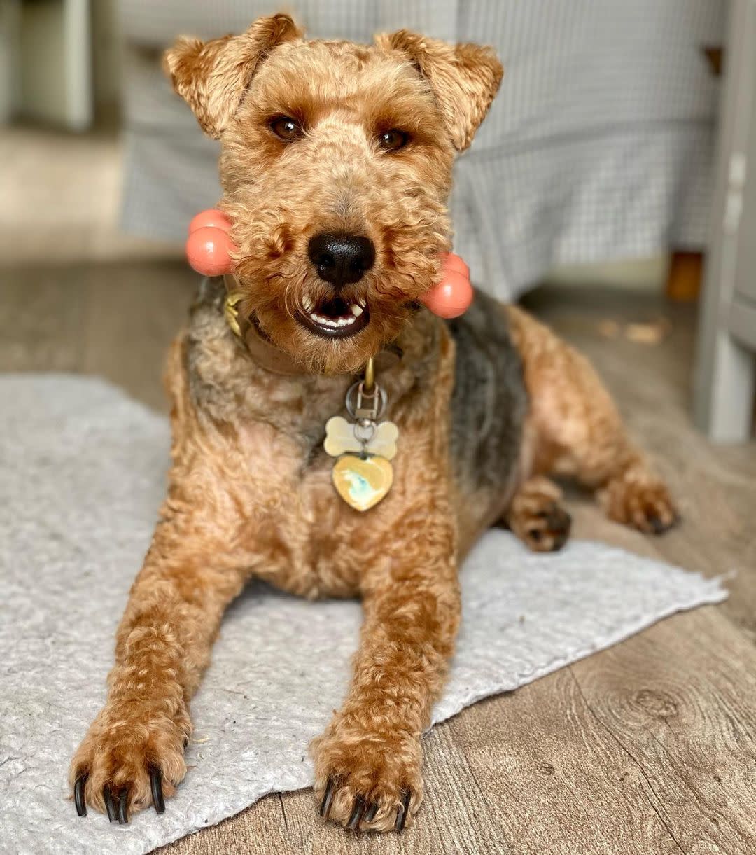 Nylabone Power Chew Dog Toy Bacon, 1ea/SMall/Regular  Up To 25 Ibs. 1 ct