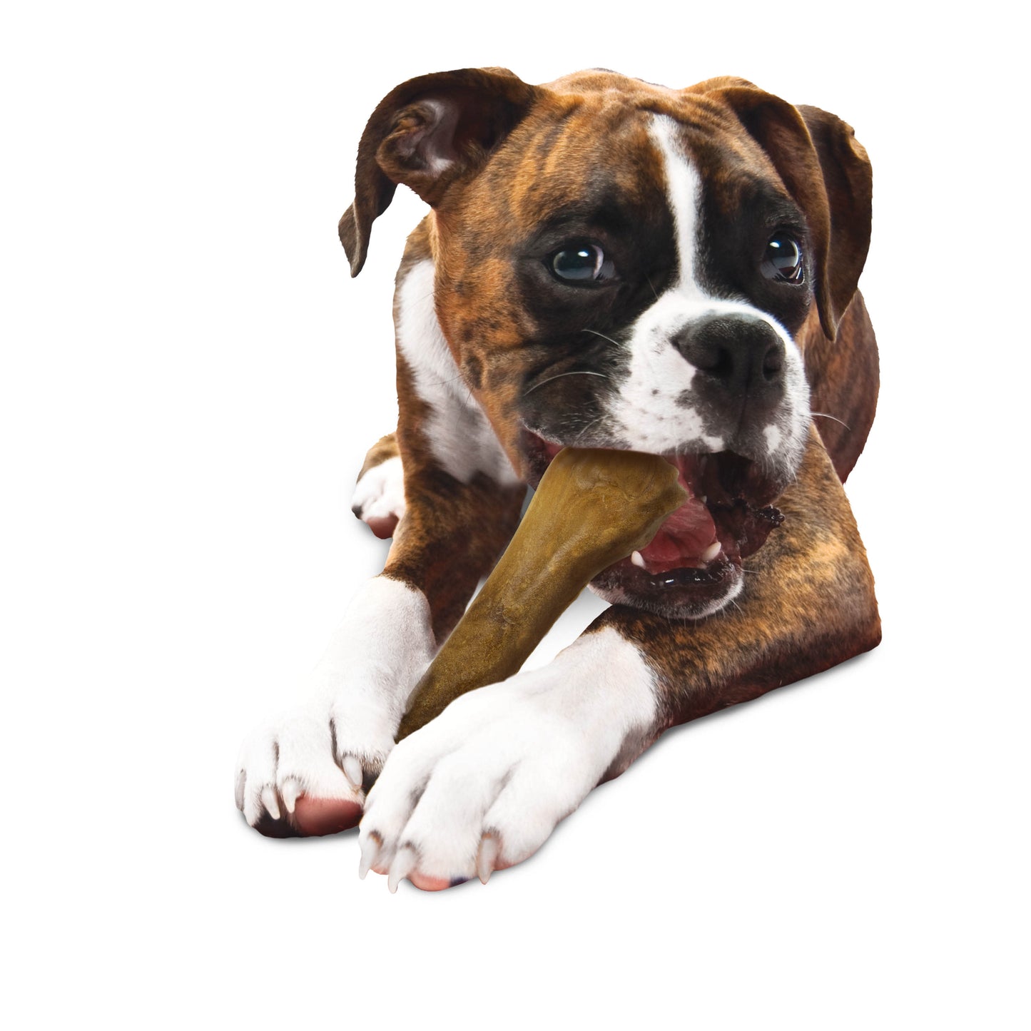 Nylabone Healthy Edibles AllNatural Long Lasting Chew Treats 1 Count, 1ea/Souper  50 lb