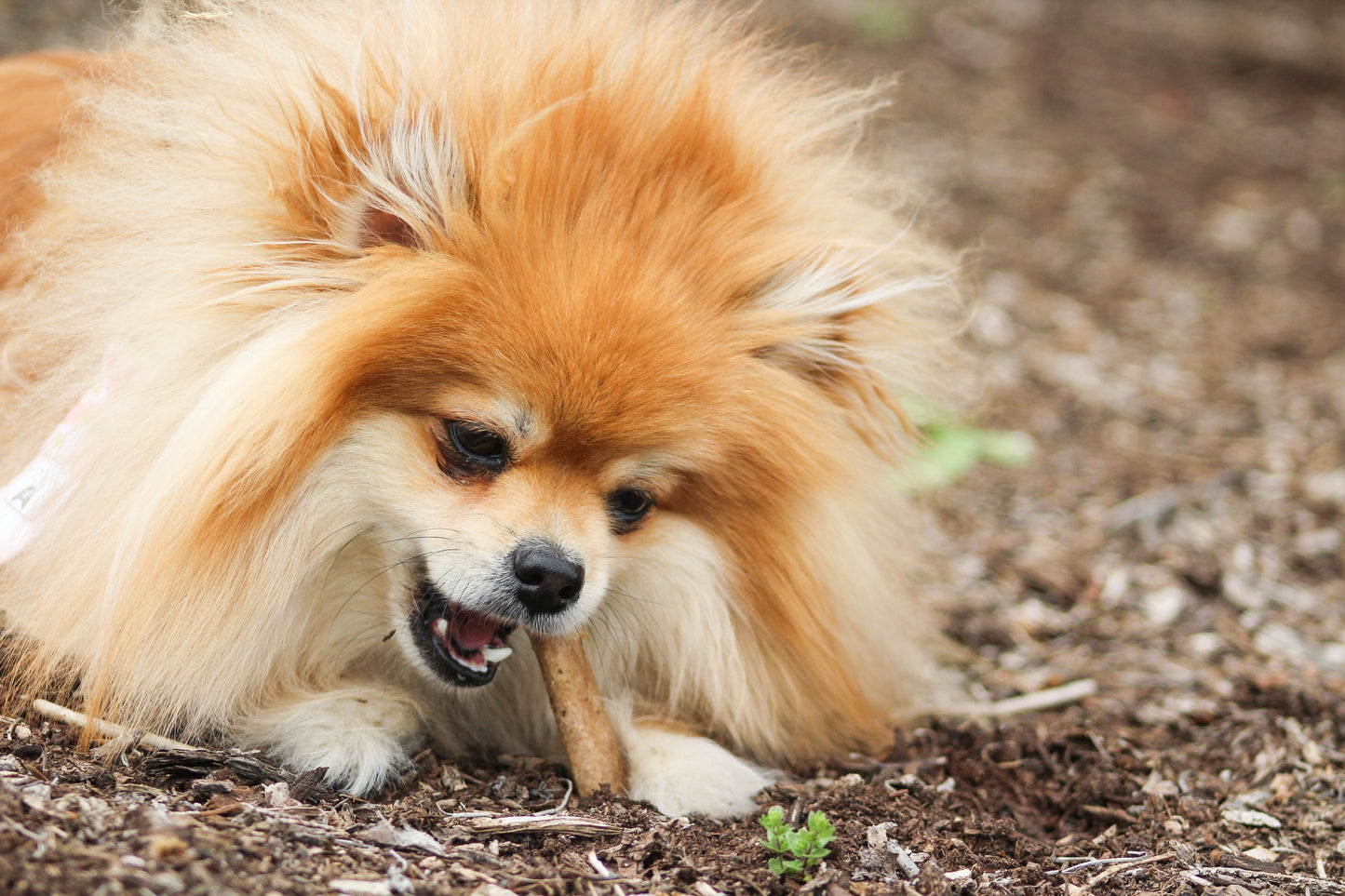 Nylabone Healthy Edibles AllNatural Long Lasting Chew Treats Roast Beef, 1ea/SMall/Regular  Up To 25 Ibs. 2 ct