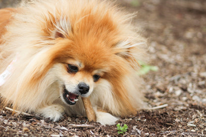 Nylabone Healthy Edibles AllNatural Long Lasting Chew Treats Roast Beef, 1ea/SMall/Regular  Up To 25 Ibs. 2 ct