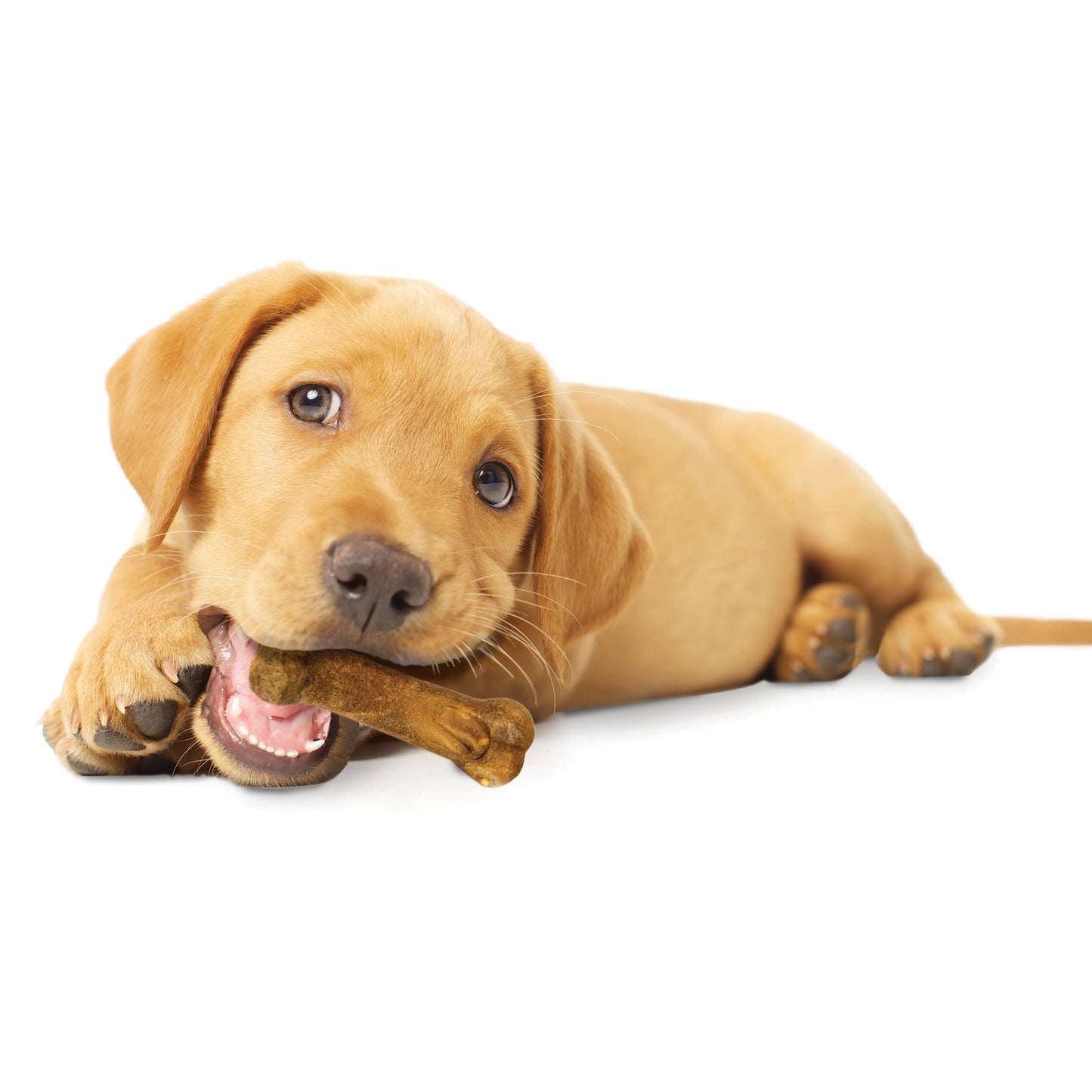 Nylabone Healthy Edibles AllNatural Long Lasting Puppy Chew Treats Lamb  Apple, 1ea/XS/Petite  Up To 15 Lbs. 4 ct