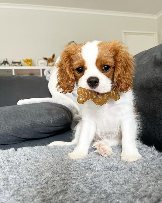 Nylabone Puppy Ring Bone Teething Toy for Puppies Chicken, 1ea/XS/Petite  Up To 15 Lbs. 1 ct