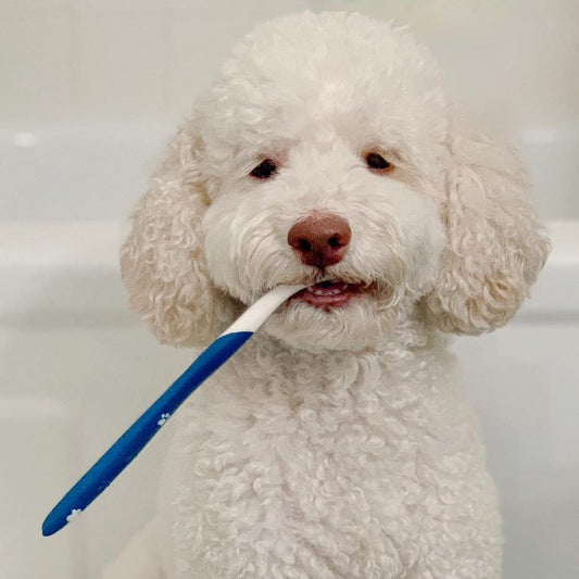 Nylabone Advanced Oral Care Dog Dental Kit Original, 1ea/2.5 oz 3 ct