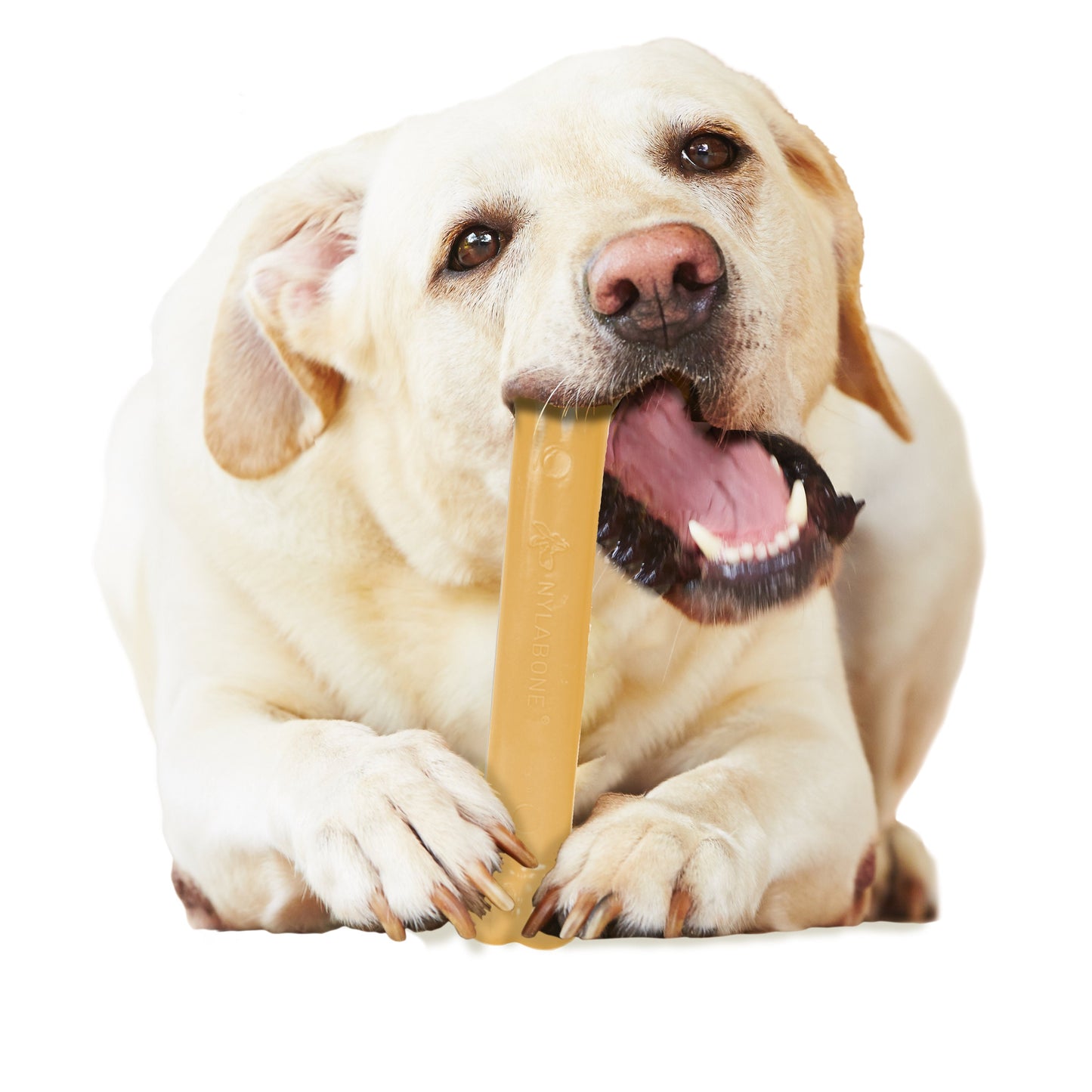 Nylabone Power Chew Dog Toy Peanut Butter, 1ea/Large/Giant  Up To 50 Lbs. 1 ct