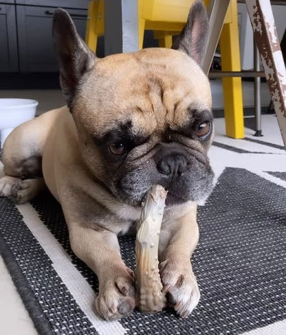 Nylabone Power Chew Antler Dog Chew Alternative Venison, 1ea/Medium/Wolf  Up To 35 Lbs. 1 ct