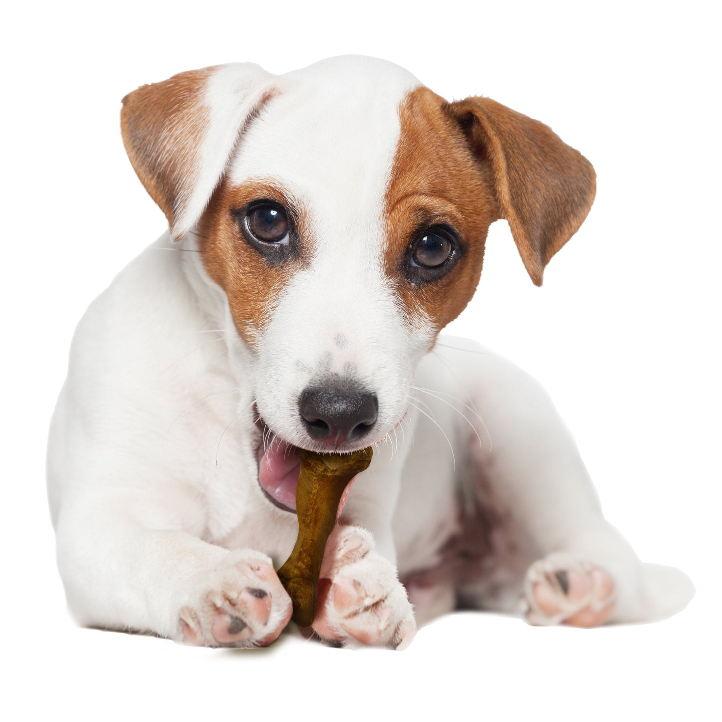 Nylabone Healthy Edibles WILD AllNatural Long Lasting Chew Treats Bison, 1ea/SMall/Regular  Up To 25 Ibs. 8 ct