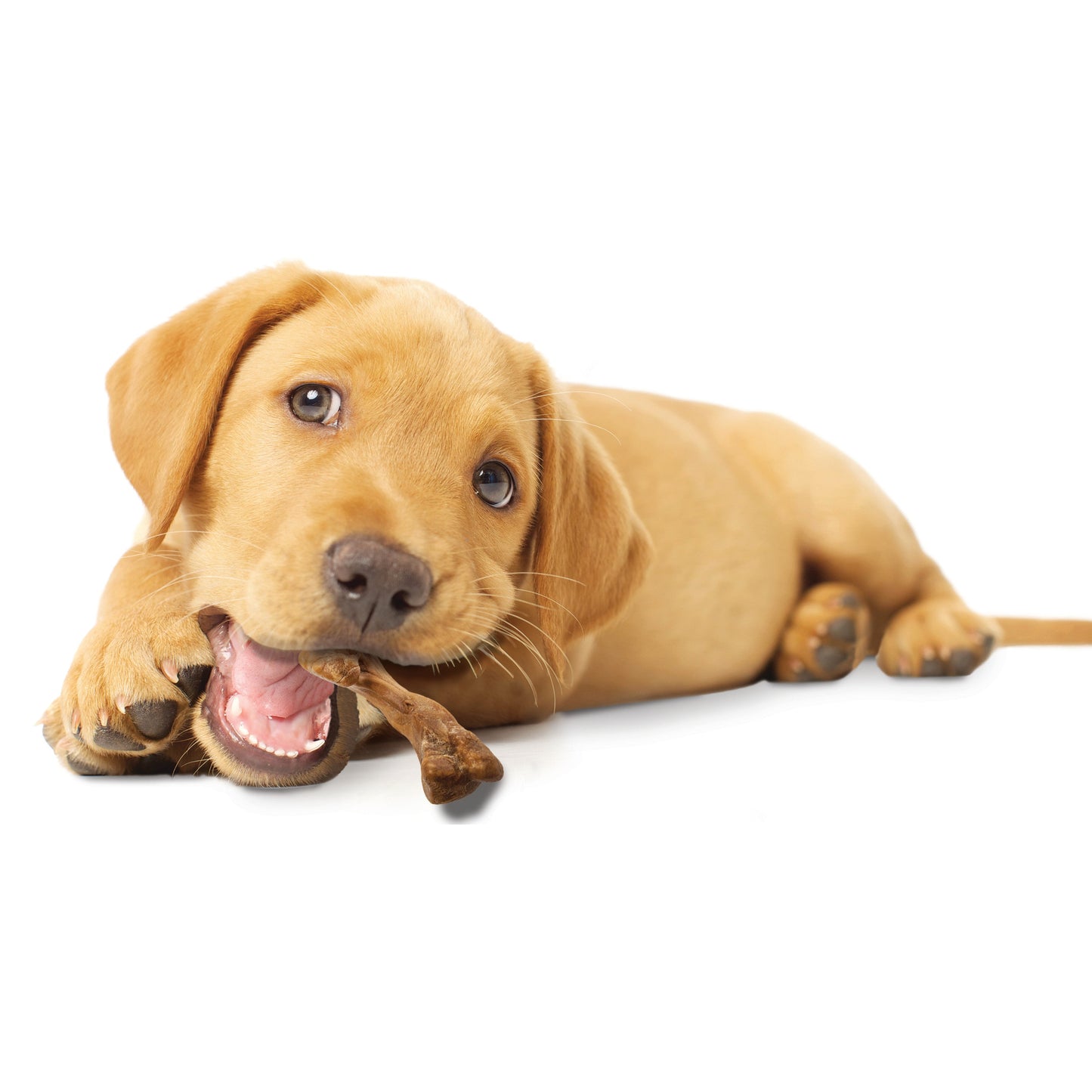 Nylabone Healthy Edibles WILD AllNatural Long Lasting Puppy Chew Treats Turkey, 1ea/SMall/Regular  Up To 25 Ibs. 4 ct