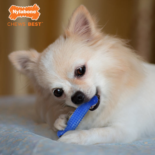 Nylabone FlexiChew Dog Dental Pack Peanut Butter  Bacon, 1ea/XS/Petite  Up To 15 Lbs. 3 ct
