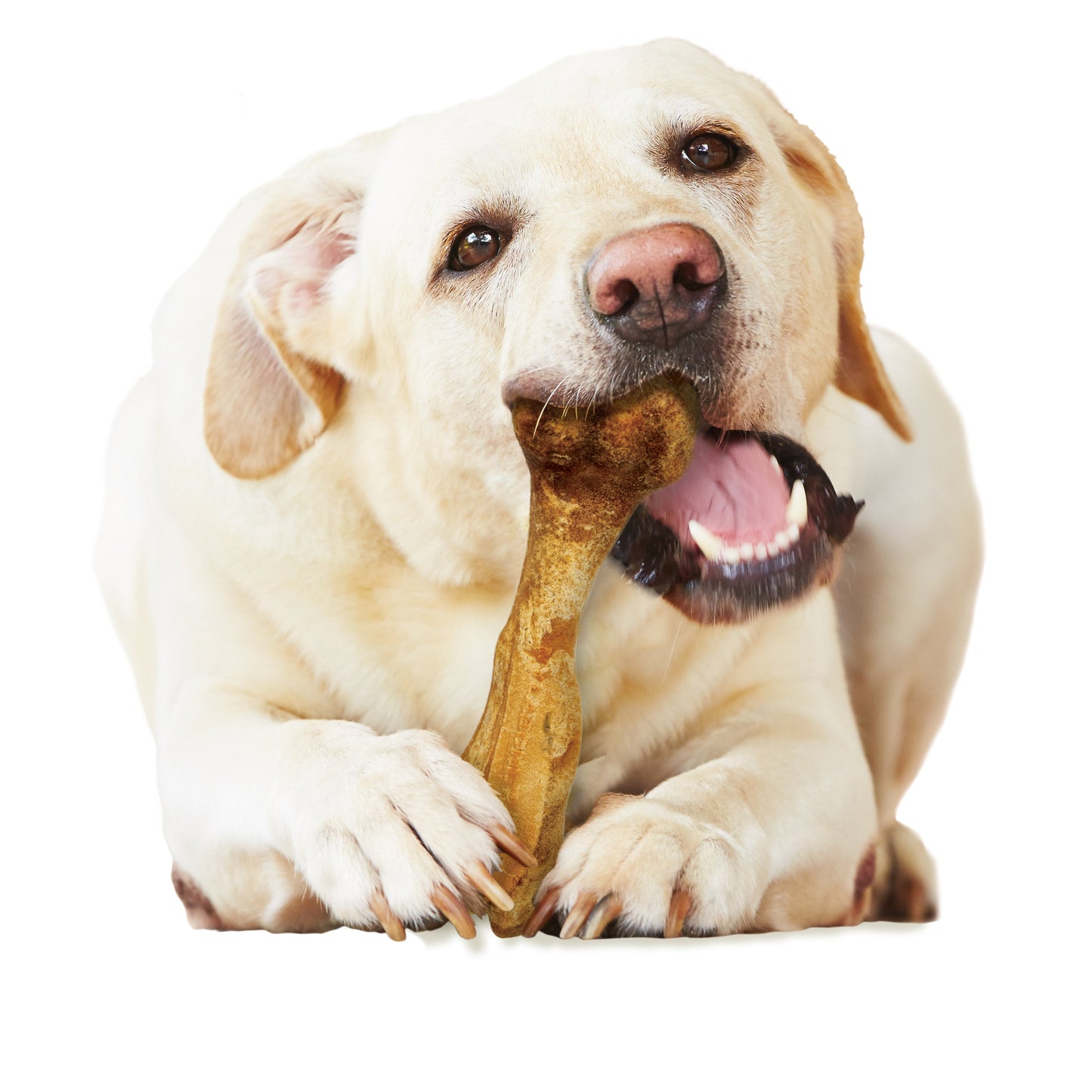 Nylabone Healthy Edibles Broth Bone AllNatural Long Lasting Chew Treats 1 Count, 1ea/Giant  Up To 50 lb