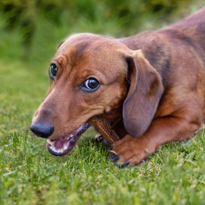 Nylabone Nubz Meaty Center Natural Long Lasting Edible Dog Chews Beef, 1ea/SMall  Up To 30 Lbs. 20 ct