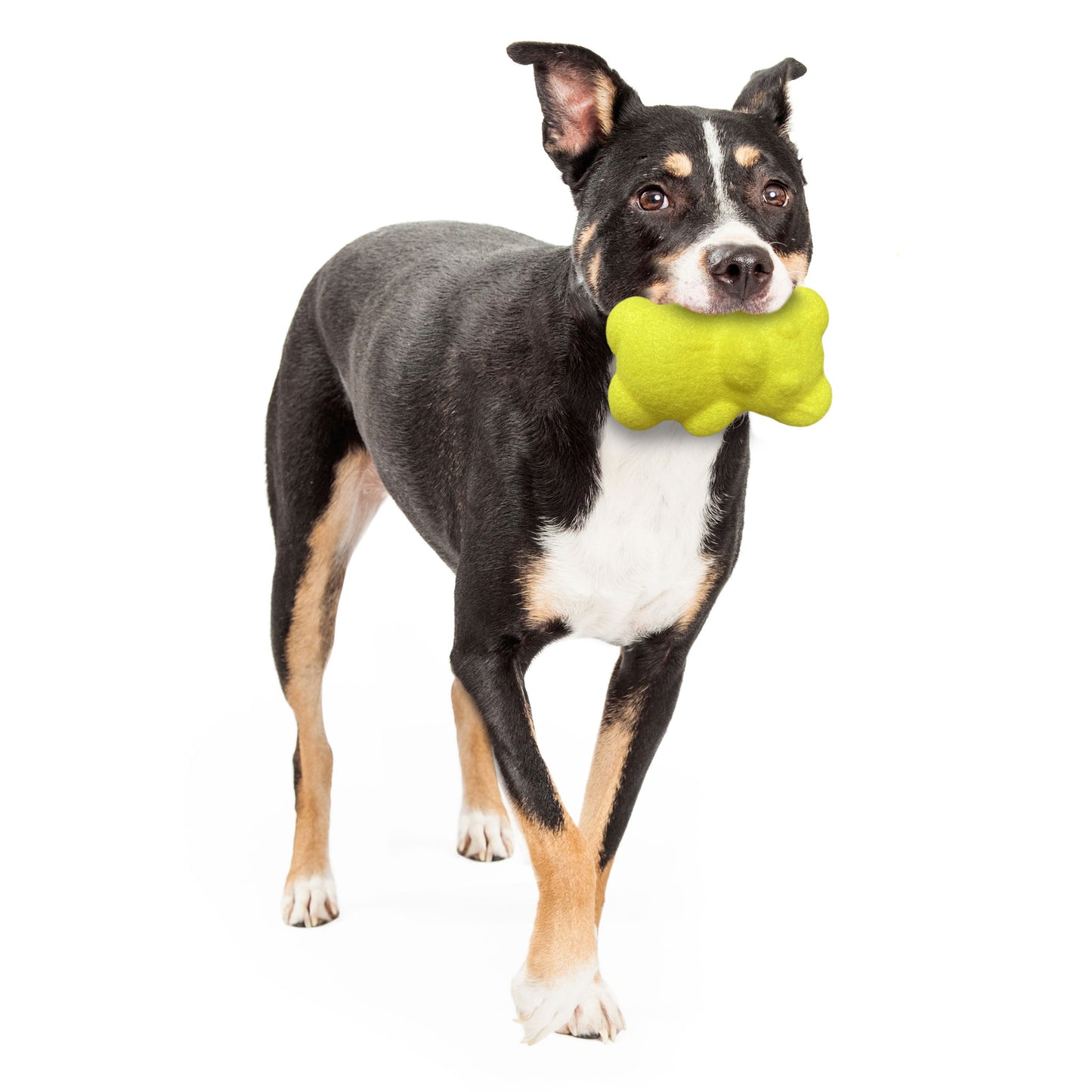 Nylabone Power Play Tennis Teddy Gripz Bear Dog Toy 1ea/Medium/Wolf  Up To 35 Lbs. 1 ct
